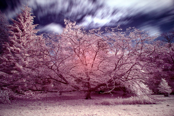 Stunning false color infrared forest landscape image