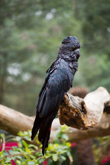Red-tailed black cockatoo