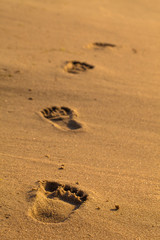 Fototapeta na wymiar Footsteps on the beach by the sea in summer