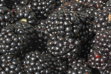 Brombeeren (Rubus sectio Rubus)