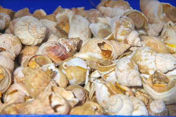 Sea shells are sold in the market