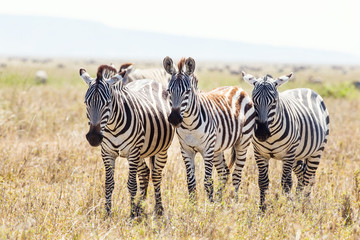 Fototapeta na wymiar Three zebras