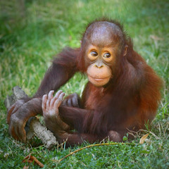 The Bornean orangutan (Pongo pygmaeus).