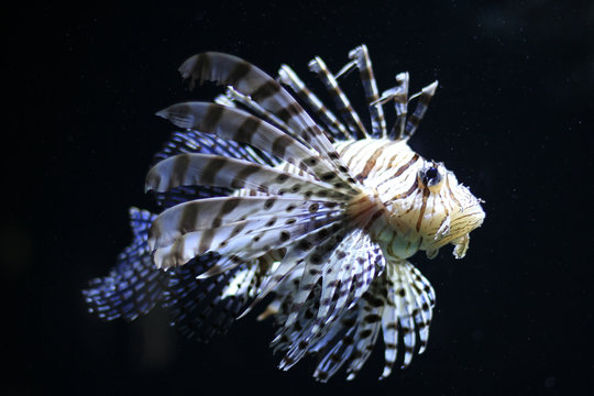 Feuerfisch