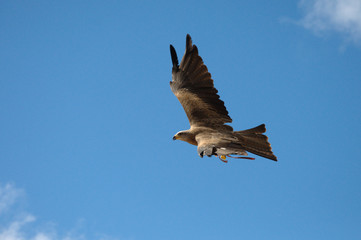 Kania czarna Milvus migrans