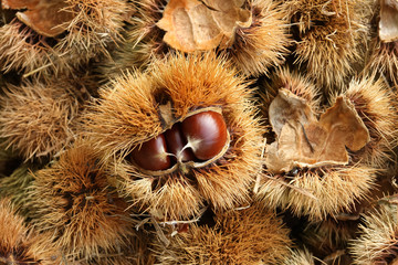 Chestnuts in the forest - castagne
