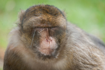 Macaque berbère
