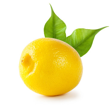 Sour lemon with leaves