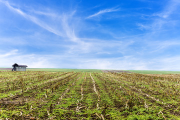 Harvested corn field © Gajus