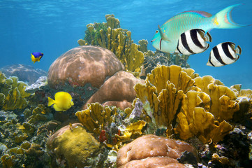 Healthy coral reef with tropical fish underwater Caribbean sea