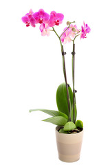 orchid isolated in a plant pot
