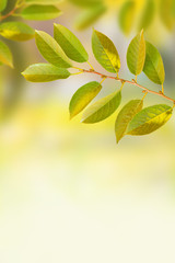 Natural green background with branch