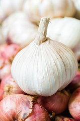 Garlic