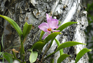 Pink orchid growing on tree