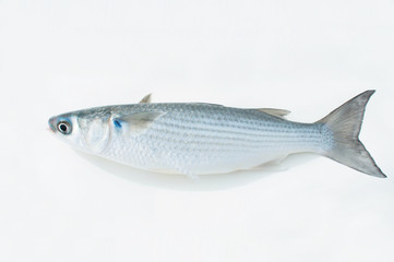 ボラ（シャクチ）