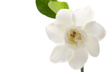 white gardenia