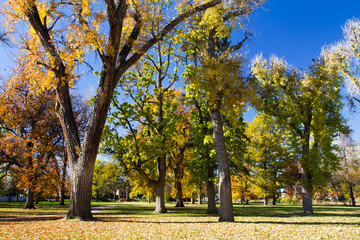 Obraz na płótnie Canvas Fall Trees in City Park - Denver, Colorado