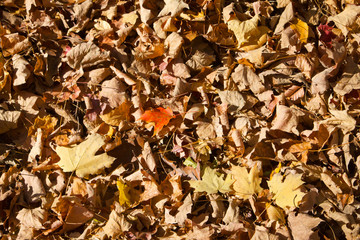 Dead Leaves Background Texture