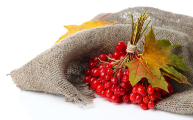Red berries of viburnum on sackcloth napkin, isolated on white