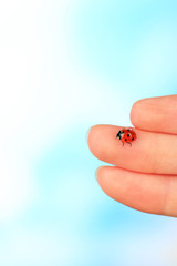 Beautiful ladybird on hand, close up