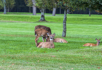 Resting Herd Of Deer