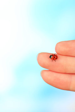 Beautiful Ladybird On Hand, Close Up