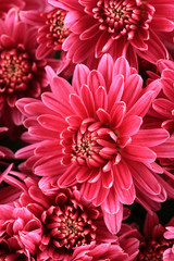 Bouquet of pink autumn chrysanthemum, close up