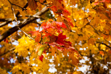 A branch of a tree with red maple leaves