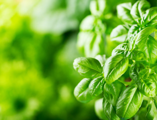 green basil