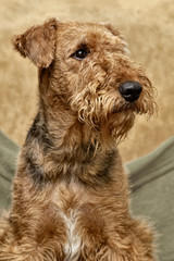 portrait of Airedale