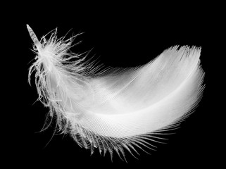 Feather, isolated on the black background.