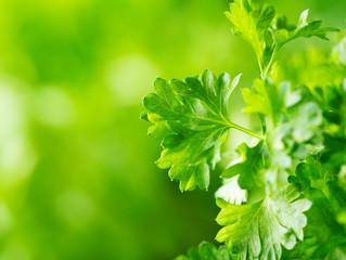 Fototapeta na wymiar leaves of parsley