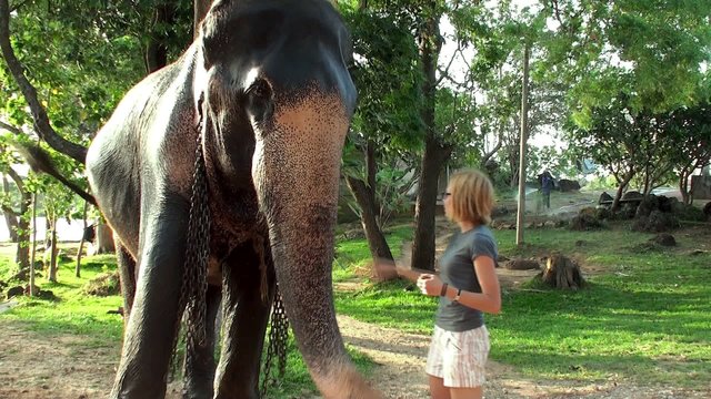 Girl feeding the elephant by bananas.
