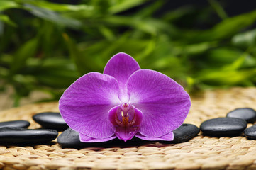 Obraz na płótnie Canvas orchid with stones and mat on green plant background