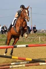 horse jumping