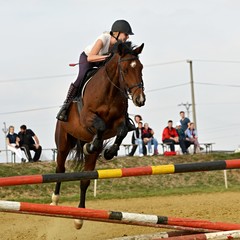 horse jumping