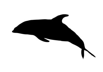 dolphin