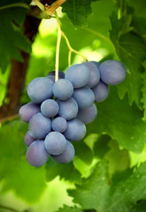 red wine grapes
