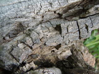 Detail of wood