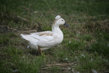 Saxony crested duck