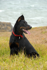 chienne beauceron