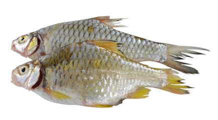 full view of raw fish on the white background