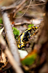 kleiner schwarz gelber feuersalamander im wald grüner moos