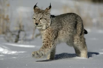 Photo sur Plexiglas Lynx Lynx de Sibérie, Lynx lynx