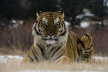 Siberian tiger, Panthera tigris altaica