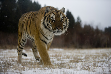 Fototapeta na wymiar Siberian tiger, Panthera tigris altaica