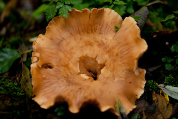 braune weisse pilze im moss wald walpilze natur closeup