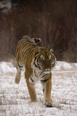 Siberian tiger, Panthera tigris altaica