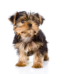 Yorkshire Terrier puppy standing in front. isolated on white 