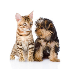 little kitten and puppy. isolated on white background